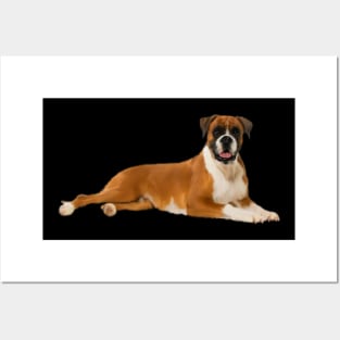 Boxer Dog , Love Boxer Dogs Posters and Art